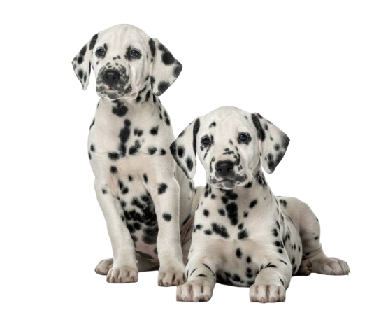 Imagem de dois filhotes de Dalmatas
