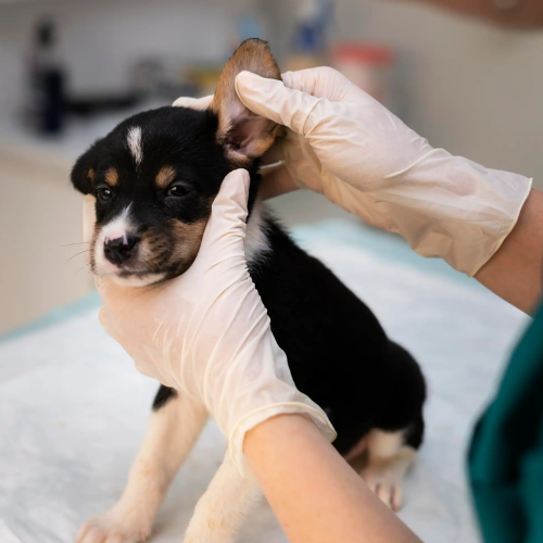 Filhote de cachorro passando por limpeza de ouvido.