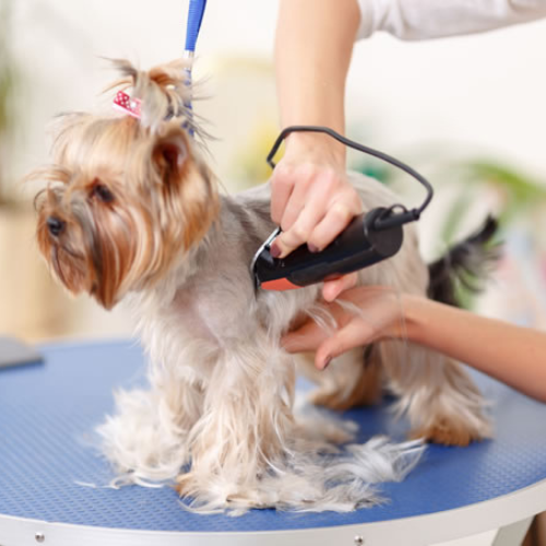 Filhote de cachorro sendo tosado.