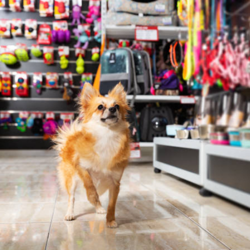 Cachorro no corredor do pet shop.