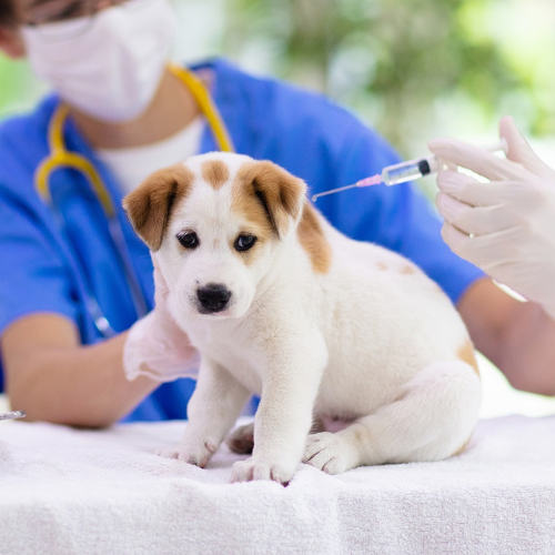 Filhote de cachorro recebendo vacina.