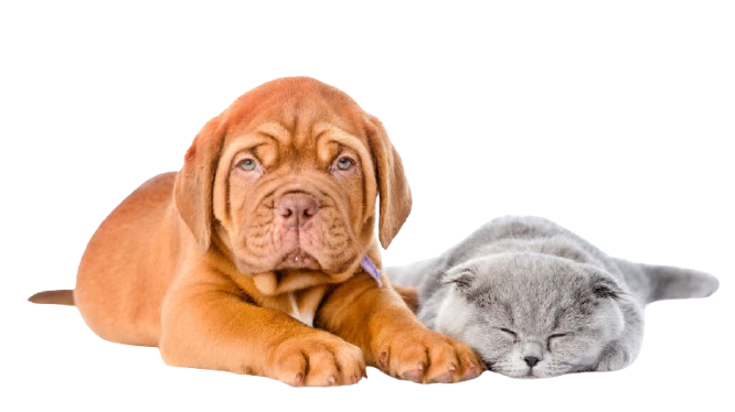 Imagem de um filhote de cachorro caramelo e um gato cinza deitados.