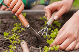 Mãos segurando terra com uma muda
