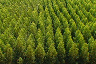Floresta vista de cima